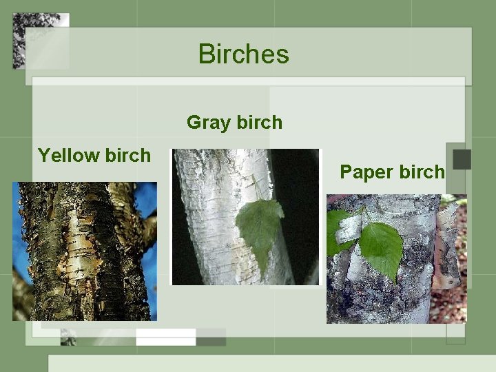 Birches Gray birch Yellow birch Paper birch 