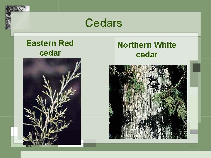 Cedars Eastern Red cedar Northern White cedar 