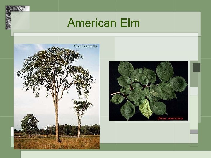 American Elm 