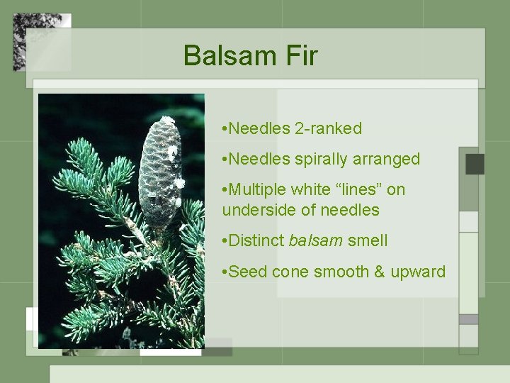 Balsam Fir • Needles 2 -ranked • Needles spirally arranged • Multiple white “lines”