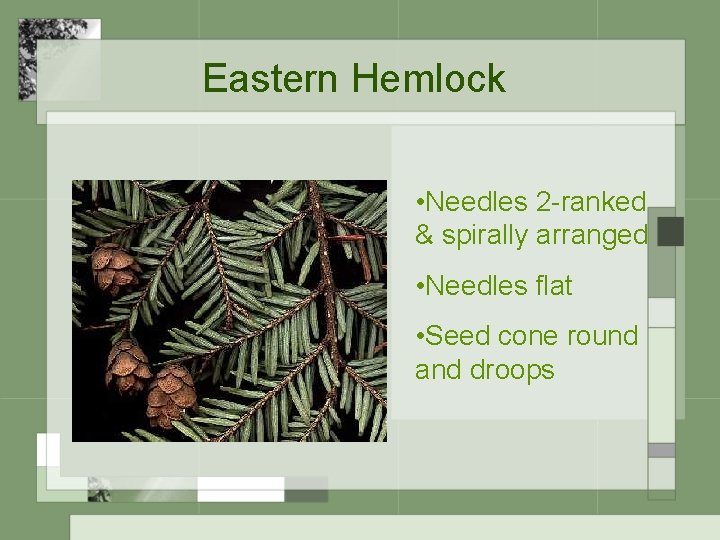 Eastern Hemlock • Needles 2 -ranked & spirally arranged • Needles flat • Seed