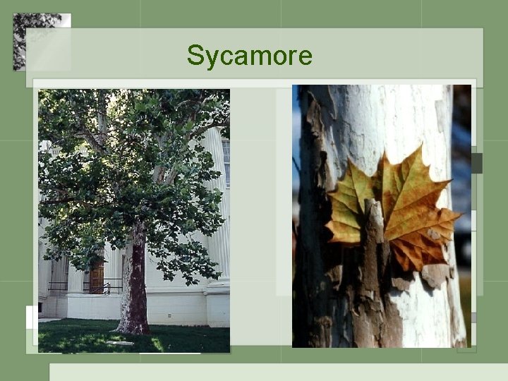 Sycamore 