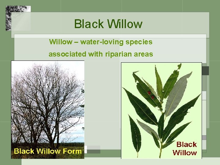 Black Willow – water-loving species associated with riparian areas 