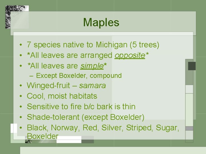 Maples • 7 species native to Michigan (5 trees) • *All leaves are arranged