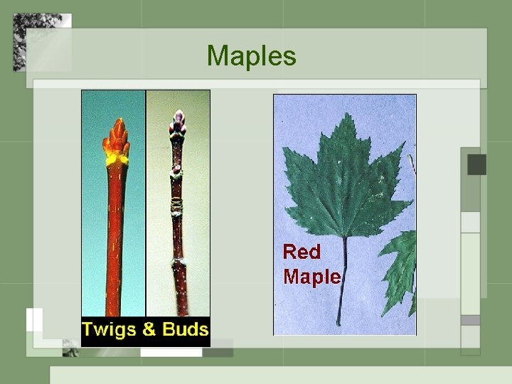Maples 