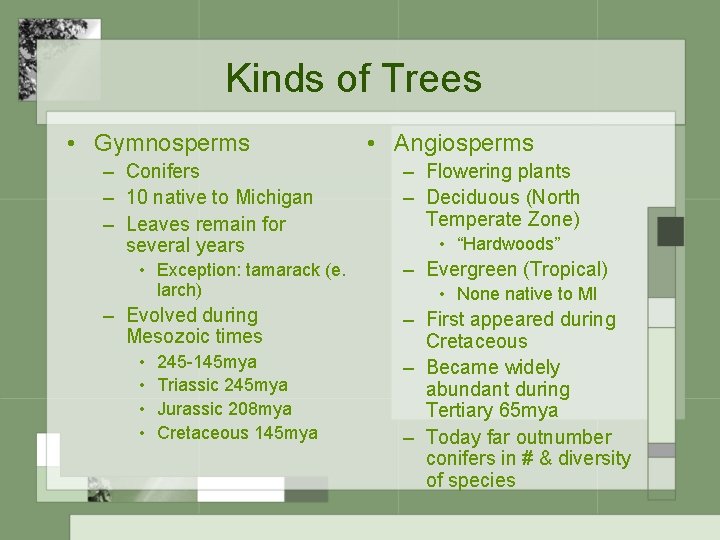 Kinds of Trees • Gymnosperms – Conifers – 10 native to Michigan – Leaves