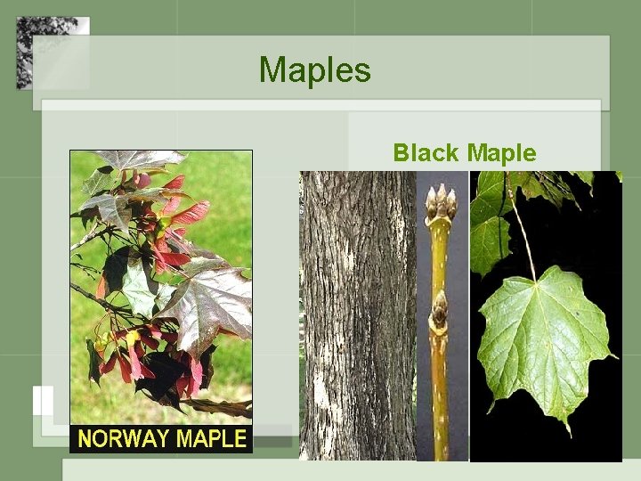 Maples Black Maple 