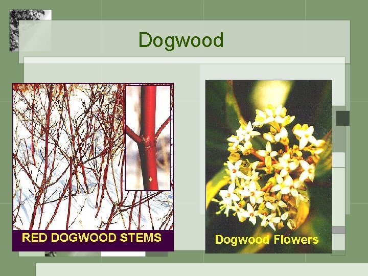 Dogwood 