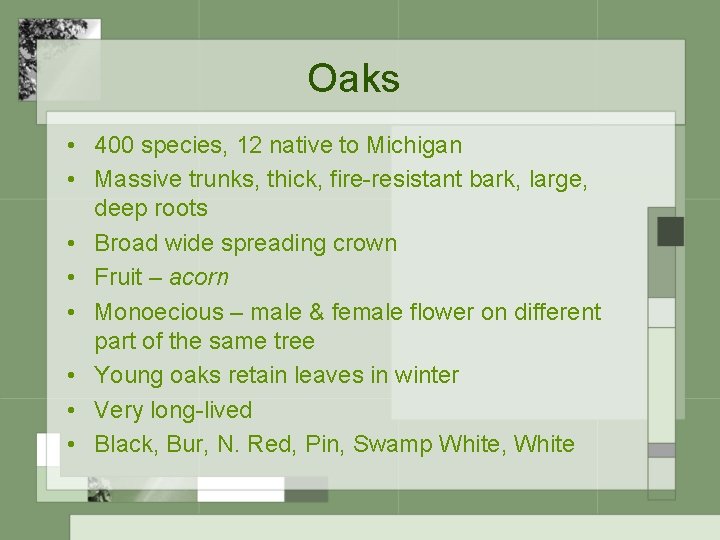 Oaks • 400 species, 12 native to Michigan • Massive trunks, thick, fire-resistant bark,