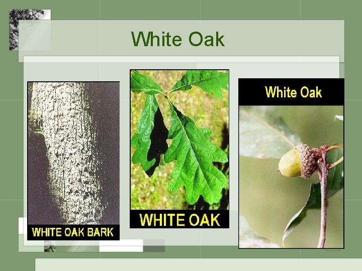 White Oak 