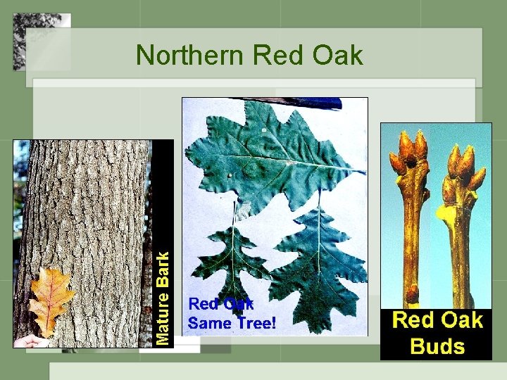 Northern Red Oak 