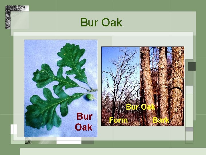 Bur Oak 