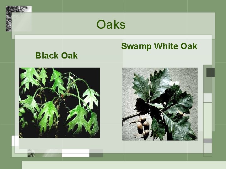 Oaks Black Oak Swamp White Oak 