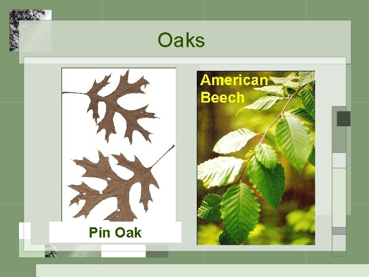 Oaks Pin Oak 