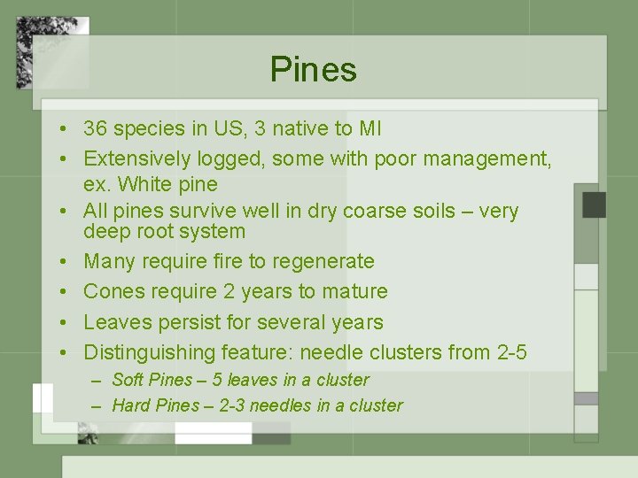 Pines • 36 species in US, 3 native to MI • Extensively logged, some