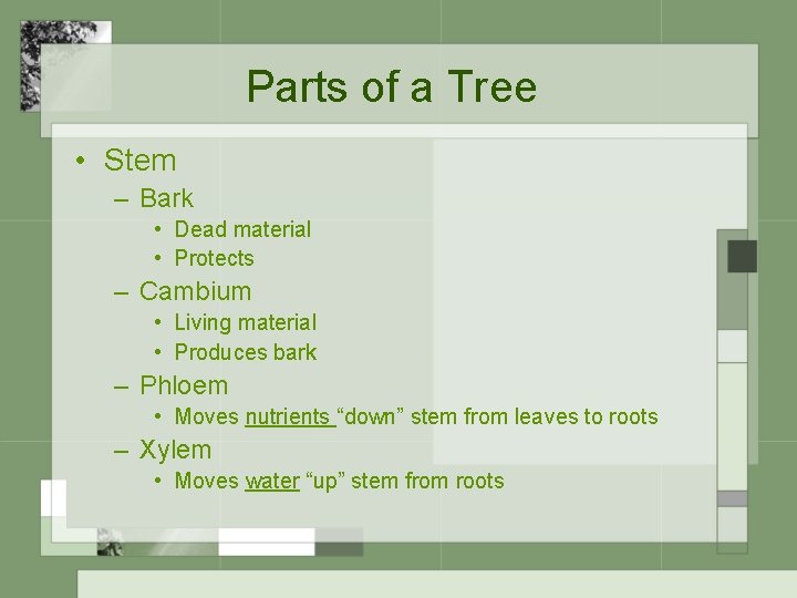 Parts of a Tree • Stem – Bark • Dead material • Protects –