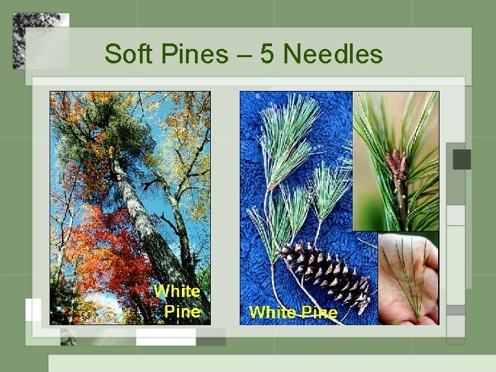 Soft Pines – 5 Needles 
