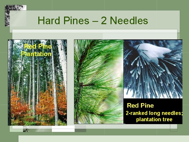 Hard Pines – 2 Needles 2 -ranked long needles; plantation tree 