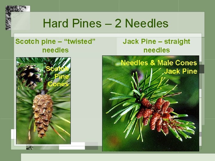 Hard Pines – 2 Needles Scotch pine – “twisted” needles Jack Pine – straight