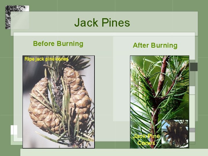Jack Pines Before Burning After Burning 