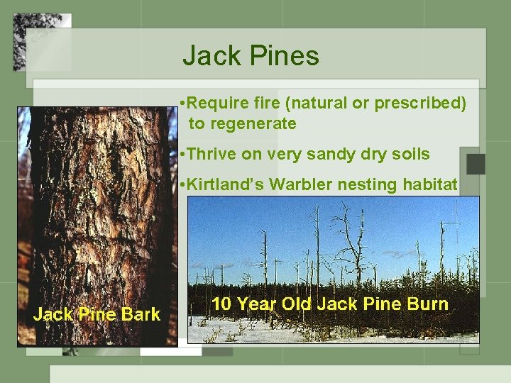 Jack Pines • Require fire (natural or prescribed) to regenerate • Thrive on very