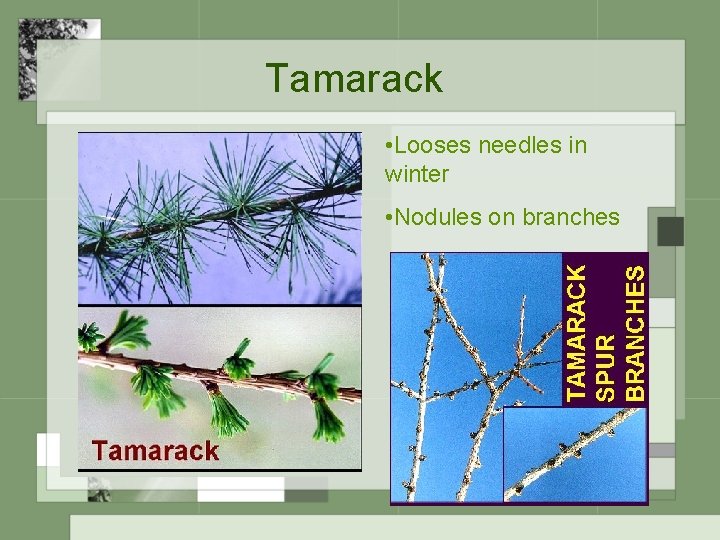 Tamarack • Looses needles in winter • Nodules on branches 