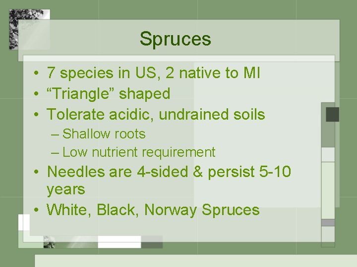 Spruces • 7 species in US, 2 native to MI • “Triangle” shaped •