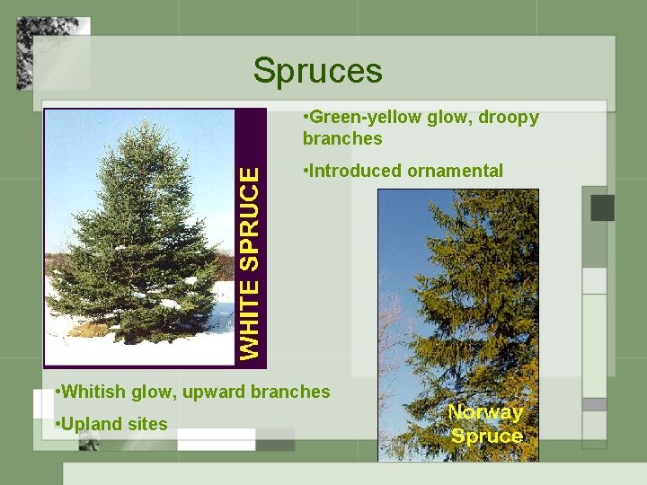 Spruces • Green-yellow glow, droopy branches • Introduced ornamental • Whitish glow, upward branches
