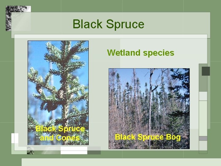 Black Spruce Wetland species 