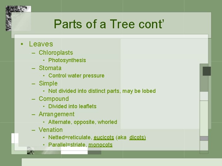 Parts of a Tree cont’ • Leaves – Chloroplasts • Photosynthesis – Stomata •