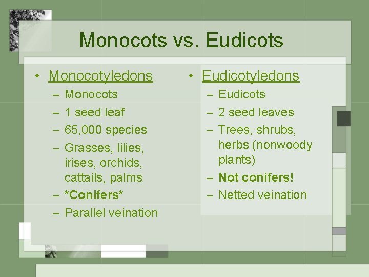 Monocots vs. Eudicots • Monocotyledons – – Monocots 1 seed leaf 65, 000 species