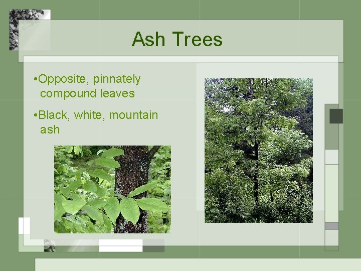 Ash Trees • Opposite, pinnately compound leaves • Black, white, mountain ash 
