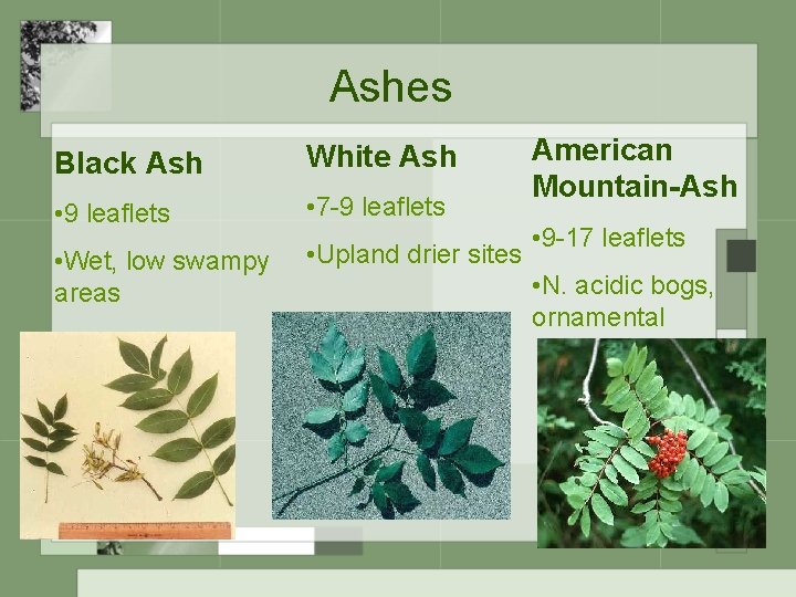 Ashes Black Ash White Ash • 9 leaflets • 7 -9 leaflets • Wet,