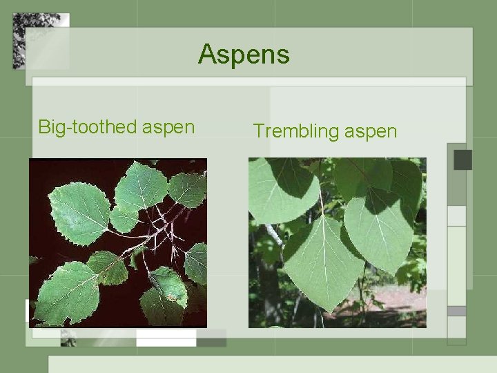 Aspens Big-toothed aspen Trembling aspen 