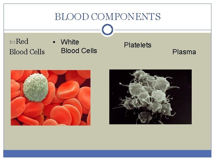 BLOOD COMPONENTS Red Blood Cells • White Blood Cells Platelets Plasma 