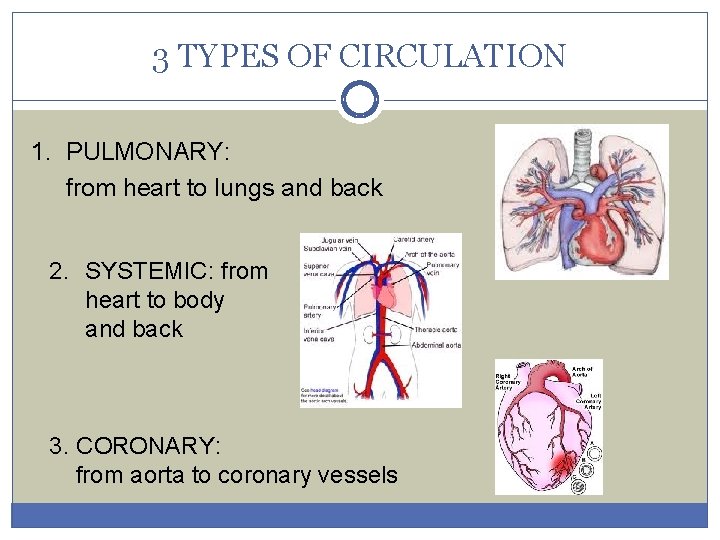3 TYPES OF CIRCULATION 1. PULMONARY: from heart to lungs and back 2. SYSTEMIC: