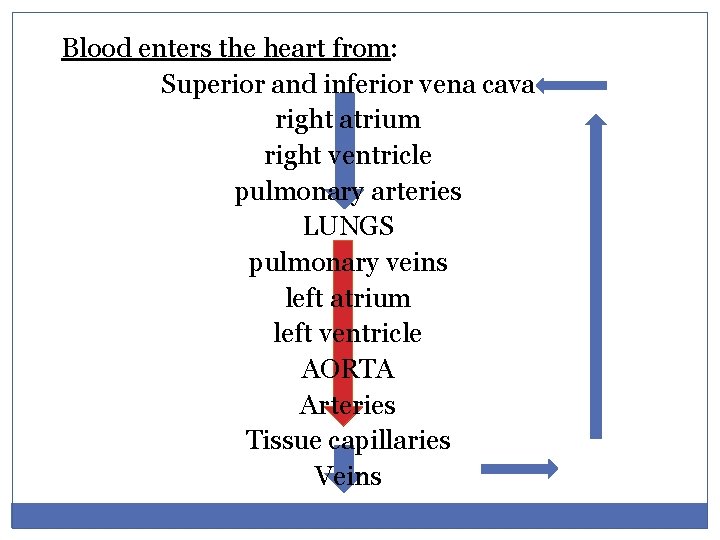 Blood enters the heart from: Superior and inferior vena cava right atrium right ventricle