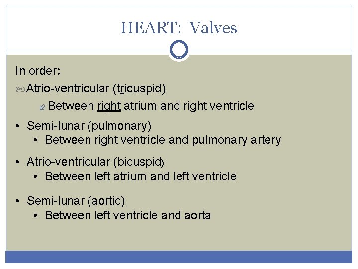HEART: Valves In order: Atrio-ventricular (tricuspid) Between right atrium and right ventricle • Semi-lunar