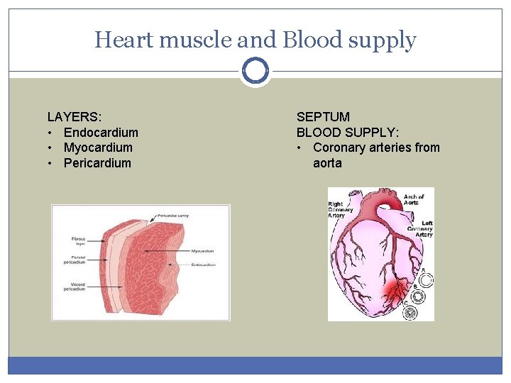 Heart muscle and Blood supply LAYERS: • Endocardium • Myocardium • Pericardium SEPTUM BLOOD