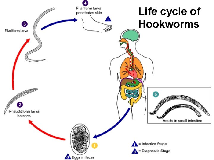Life cycle of Hookworms Life cycle of Hookworms