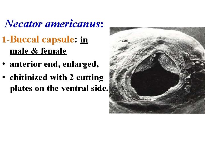 Necator americanus: 1 -Buccal capsule: in male & female • anterior end, enlarged, • Necator americanus: 1 -Buccal capsule: in male & female • anterior end, enlarged, •