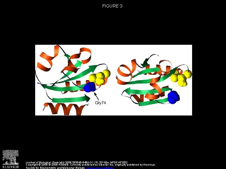 FIGURE 3 Journal of Biological Chemistry 2008 283840 -848 DOI: (10. 1074/jbc. M 705147200)