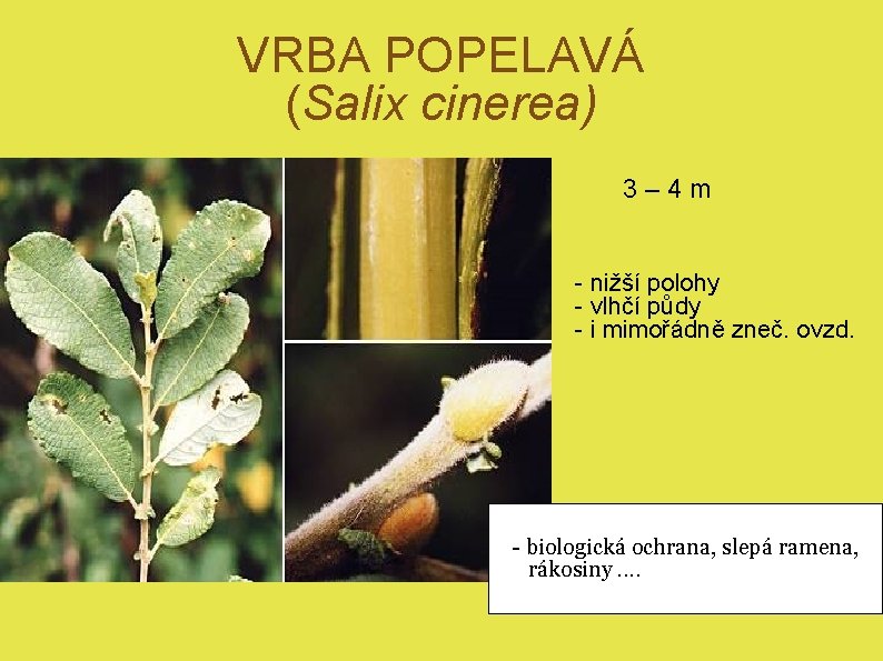 VRBA POPELAVÁ (Salix cinerea) 3– 4 m - nižší polohy - vlhčí půdy -