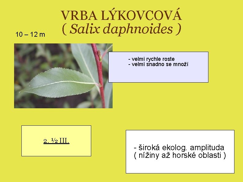 10 – 12 m VRBA LÝKOVCOVÁ ( Salix daphnoides ) - velmi rychle roste