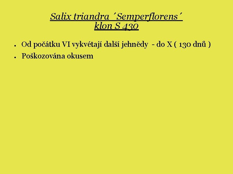 Salix triandra ´Semperflorens´ klon S 430 ● Od počátku VI vykvétají další jehnědy -