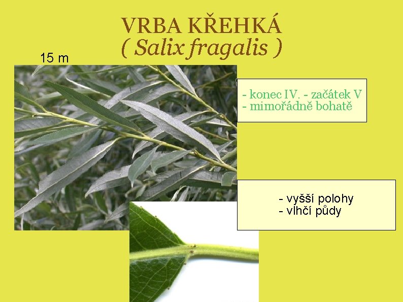 15 m VRBA KŘEHKÁ ( Salix fragalis ) - konec IV. - začátek V
