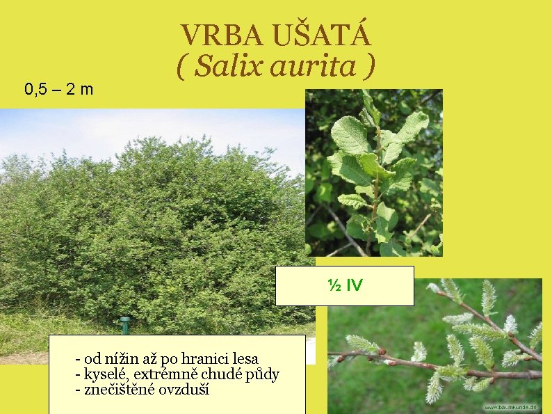 0, 5 – 2 m VRBA UŠATÁ ( Salix aurita ) ½ IV -