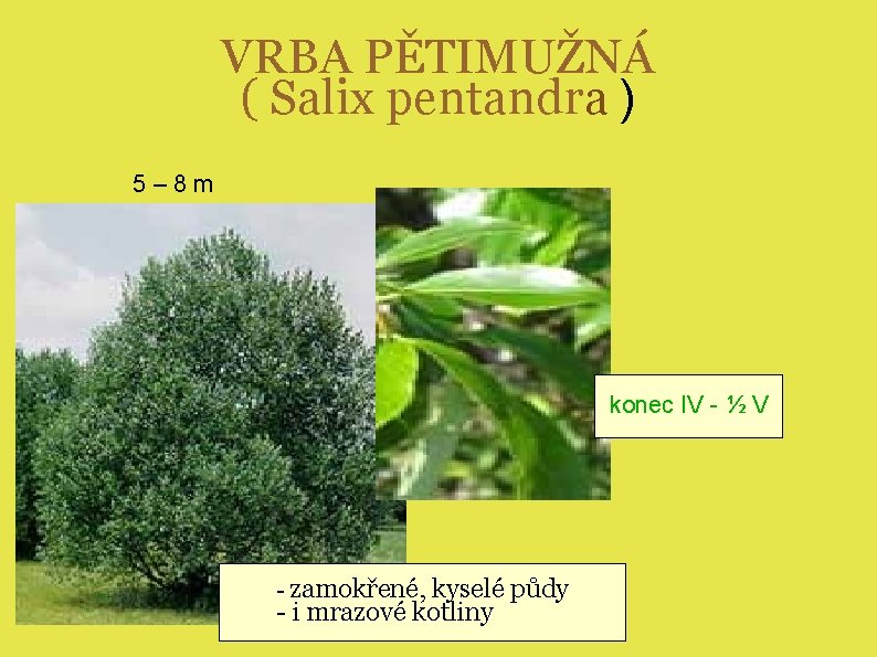 VRBA PĚTIMUŽNÁ ( Salix pentandra ) 5– 8 m konec IV - ½ V