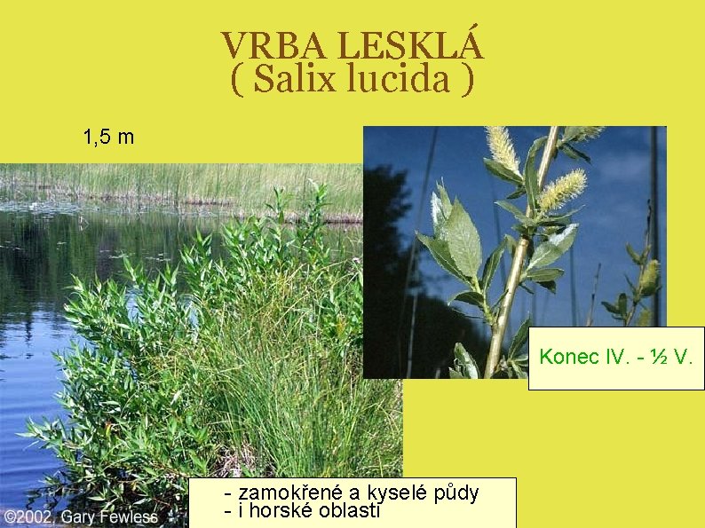 VRBA LESKLÁ ( Salix lucida ) 1, 5 m Konec IV. - ½ V.