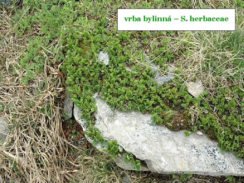 vrba bylinná – S. herbaceae 